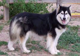 Maybe you would like to learn more about one of these? Mythic Alaskan Malamutes Colorado Breeder Of Exceptional Quality Alaskan Malamute Puppies Alaskan Malamute Malamute Puppy Snow Dogs