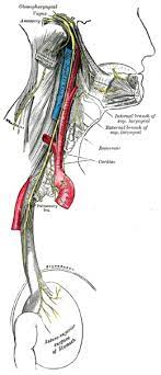 Maybe you would like to learn more about one of these? Malaise Vagal Wikipedia