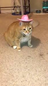 Pin By Carmen On Reaction Pics Funny Animal Memes Animal Memes Funny Animal Pictures