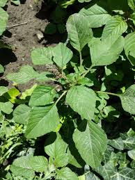 Image result for Amaranthus blitum