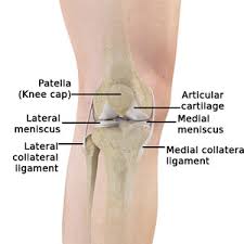 All superficial muscles are arises from the medial epicondyle of humerus but they are inserted into the different part except. Knee Anatomy Knee Joint Treatment Melbourne Knee Pain Treatment Melbourne