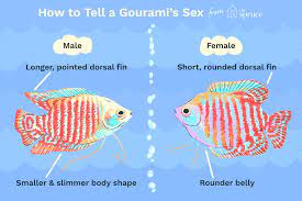 Maintain not less than a few females for each male. Is Your Gourami Male Or Female