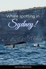 We Have The Perfect Places To See Whales From Sydney Oceania Travel Australia Travel Australia Vacation