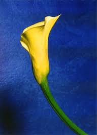 This question of what is normal is at the core of beauty redefined, a new series hosted by josh varozza. 81 Color2 Blue Yellow Ideas Blue Yellow Blue Yellow