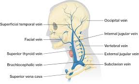 They are the carotid arteries, and they carry blood to the brain. Blood Vessels Of The Head And Neck Course Hero