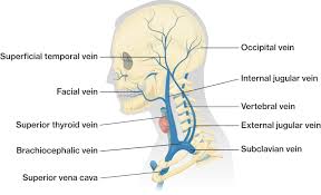 | when the arteries become stiff, it is not possible for them to dilate sufficiently to accommodate a greater blood flow when it's needed. Blood Vessels Of The Head And Neck Course Hero