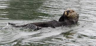 Monterey Bay As Salmon Season Opens Fishermen Warned To Watch For Otters Santa Cruz Sentinel