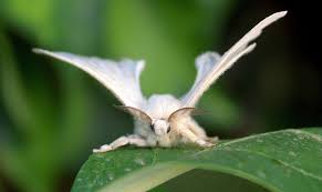 🔥 a venezuelan poodle moth. Venezuelan Poodle Moth L Shocking Our Breathing Planet