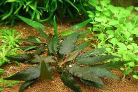 Криптокорина тропика (cryptocoryne wendtii tropica) cryptocoryne wendtii wendtii. Cryptocoryne Beckettii Capricorn Aquarium
