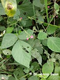 Image result for Pseudarthria