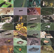 It can often be seen flying during daylight hours. Lepidoptera Moths Butterflies Sciencedirect