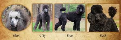Explore amirpaz's photos on flickr. Red White Standard Poodles For Sale From Family Affair Standards
