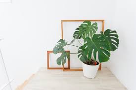 There are many species of. 10 Trendy Houseplants Will They Survive In Your Space Hgtv