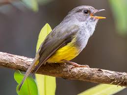 Image result for Lipotriche robinsonii