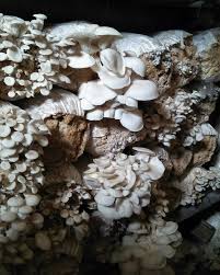 🍄Budidaya Jamur Tiram ✓Kami menyediakan: Jamur Tiram Fresh ...