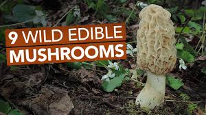 9 wild edible mushrooms you can forage this spring