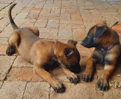 The belgian malinois experts ruidoso malinois is committed to the breeding, raising and training of exceptional belgian malinois as personal protection dogs, police k9's, and family companions. Malinois Puppies Ads March Clasf