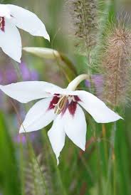 Image result for Gladiolus murielae