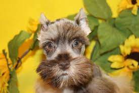 .schnauzer,teacup schnauzers,toy schnauzer puppies for sale, at dream maker's puppies located in willis texas. Miniature Schnauzers