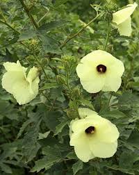 Image result for Hibiscus physaloides