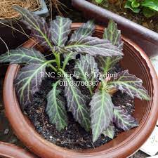 Pokok sambung nyawa juga dikenali dengan nama lain seperti daun dewa, leaves of the god, googoolipid, mallucan spinach, am akar, akar sembiak, kelemai merah, beluntas cina, bai bing coa, ngokilo, she juan jao dan fujung jao. Pokok Herba Pokok Sambung Nyawa Batik Hijau Hitam Ungu Cina Shopee Malaysia