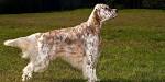 English Setter Dog Breed Information - American Kennel Club