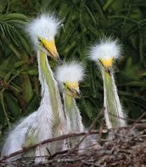 Qui Si Dimostra L Amore Della Mamma Verso I Piccoli Purtroppo Non Tutti Gli Umani Anno Questo Dono Peccato Adorable Animals Pinterest Bird Animal And Fe
