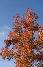 The golden leaves are falling down. Crown Red Gold Emerge Leaves October Autumn Golden Forest Fall Leaves Pxfuel