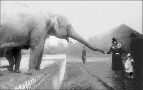 The Zookeeper's Wife': 15 Facts About the Real Story Not in the Movie