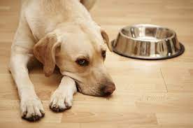 How Long Can A Dog Go Without Food How To Tell If Your Dog Is Sick Or Lost His Appetite