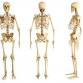 STEM - Science | Spooky Silly Skeletons event image