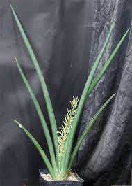 Image result for Sansevieria pearsonii