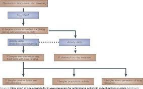 Figure 4 From Antimalarial Drug Discovery Efficacy Models