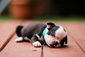 Boston Terrier Growth Stages And Puppy Development Chart