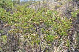 Image result for Kotschya uguenensis