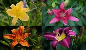 Check spelling or type a new query. Daylily Types Flowers Pictures How To Plant And Grow Florgeous