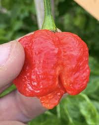 Chili pepper growing kit all included growing kit just open water watch it grow!!! Trinidad Moruga Scorpion Red Seeds Semi Strani Di Carlo Martini