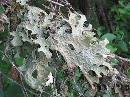 Lichen sclerosus may occur in men, women, and children at any age. Lichen Habitat