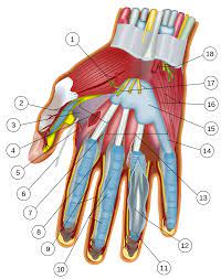 Анатомия кисти руки человека