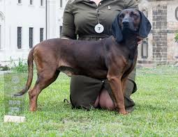 Image result for anglický barvář