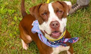 See reviews, photos, directions, phone numbers and more for pug puppies for adoption locations in asheville, nc. Animal Adoption And Rescue Brother Wolf Asheville Nc