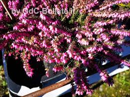 Foglie e fiori (con una lunghezza che può arrivare a 25 cm) riempiono gli spazi in cui è coltivata la pianta creando indispensabili zone d'ombra e aree decorative davvero molto suggestive. Arbusti E Piccoli Alberi Gruppi Di Cammino Di Bollate