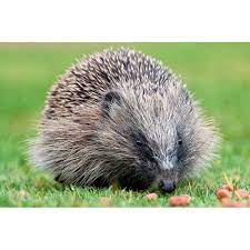 egels in de tuin tips bij het helpen overwinteren egelweetjes overwinteren egels in tuin