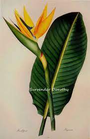 Bird Of Paradise Strelitzia Reginae Prestele Vintage Poster Print Botanical Lithograph To Frame 131 Botanical Prints Botanical Drawings Botanical Poster