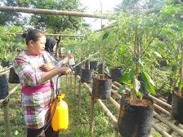 Cara mengurangkan pertumbuhan rumput ala. Menanam Cabe Dalam Polybag Dengan Cara Yang Mudah
