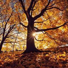 Browse 427,966 maple tree stock photos and images available, or search for maple syrup or maple leaf to find more great stock photos and pictures. Maple Trees Are Endangered And Time Is Running Out Nature And Wildlife Discovery