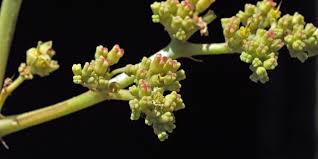 Image result for Cyphostemma barbosae