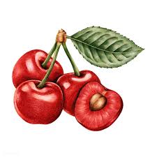 Download Premium Vector Of Hand Drawn Bunch Of Cherries 410146 Fruit Sketch How To Draw Hands Fruits Drawing