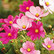 Not Only Are Cosmos A Cottage Garden Favorite They Re Also A Magnet For Pollinators Cosmos Plant Annual Flowers Cosmos Flowers