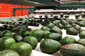 This documentary is about how bees and butterflies in southern california are instrumental in the production off avocados and how many intricate ecosystems. Blood Avocados No More Mexican Farm Town Says It S Kicked Out Cartels Parallels Npr